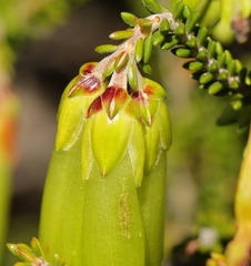 Erica viridiflora viridiflora