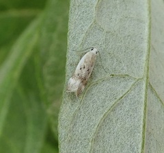 Coleotechnites invictella
