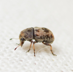 Ormiscus