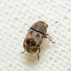 Ormiscus