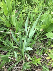 Eryngium yuccifolium