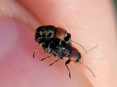 Pachybrachis luridus