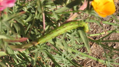 Hyles lineata