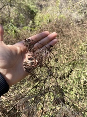 Salpianthus macrodontus