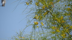 Xylocopa