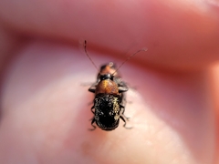 Pachybrachis luridus