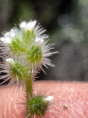 Johnstonella micromeres