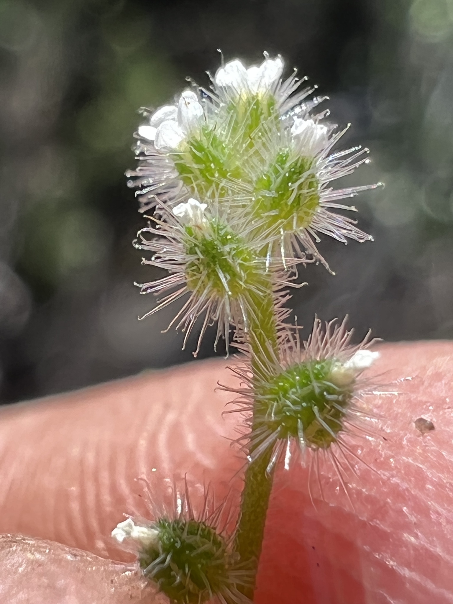 Cryptantha micromeres