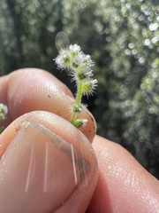 Johnstonella micromeres