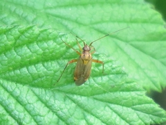 Closterotomus fulvomaculatus