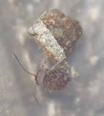Ptenothrix marmorata