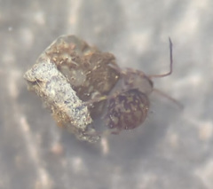 Ptenothrix marmorata