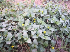 Calyptocarpus vialis