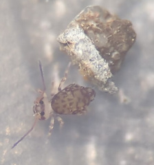 Ptenothrix marmorata