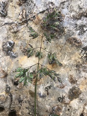 Poa alpina