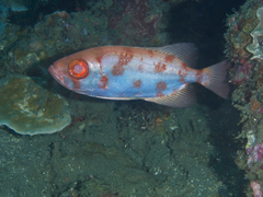 Priacanthus blochii