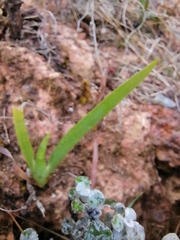 Sparaxis grandiflora