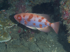 Priacanthus blochii