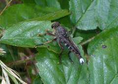 Promachus albifacies