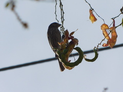 Haemorhous mexicanus