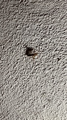 Burtinus notatipennis
