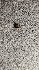 Burtinus notatipennis