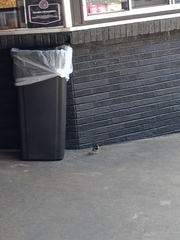 Passer domesticus