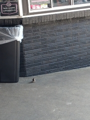 Passer domesticus
