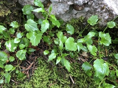 Campanula cochleariifolia