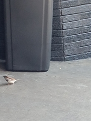 Passer domesticus