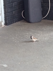 Passer domesticus