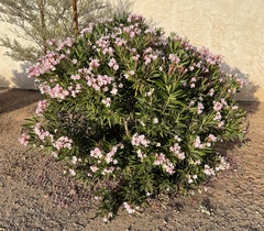 Nerium oleander
