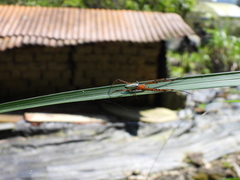 Leucauge wulingensis