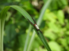 Leucauge wulingensis