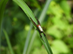 Leucauge wulingensis