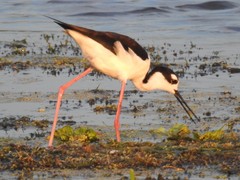 Himantopus mexicanus mexicanus