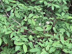 Lonicera nigra