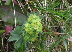 Alchemilla hybrida
