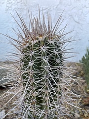 Carnegiea gigantea