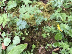 Ranunculus auricomus