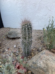 Carnegiea gigantea