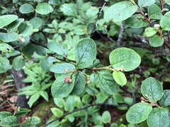Cotoneaster tomentosus