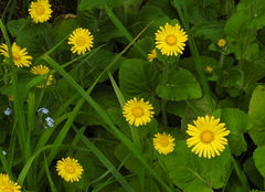 Doronicum columnae