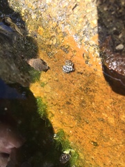 Echinolittorina aspera