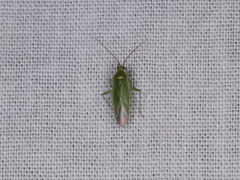 Orthotylus marginalis