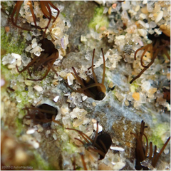 Dodecaceria fewkesi