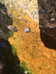 Echinolittorina aspera