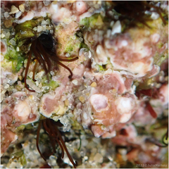 Dodecaceria fewkesi