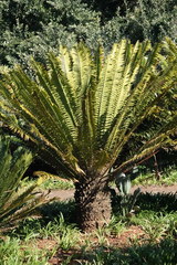 Encephalartos transvenosus