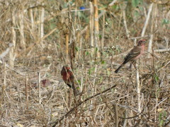 Haemorhous mexicanus